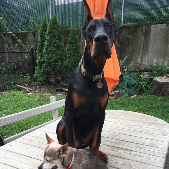 Meet your Posher, Rachel - Picture 4 of 9